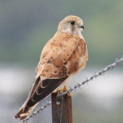 Falco cenchroides at Garran, ACT - 2 Jan 2016 05:26 PM