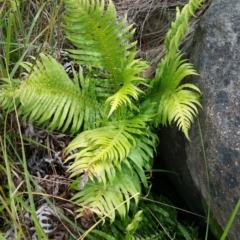 Blechnum cartilagineum (Gristle Fern) at Kambah, ACT - 29 Jan 2016 by liambanyer