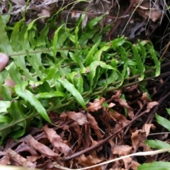 Blechnum cartilagineum at Kambah, ACT - 30 Jan 2016