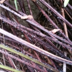 Blechnum cartilagineum at Kambah, ACT - 30 Jan 2016