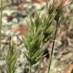 Enneapogon nigricans (Nine-awn Grass, Bottlewashers) at Wandiyali-Environa Conservation Area - 23 Feb 2016 by Wandiyali