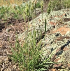 Enneapogon nigricans at Googong, NSW - 23 Feb 2016