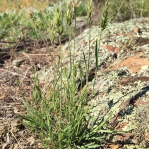 Enneapogon nigricans at Googong, NSW - 23 Feb 2016