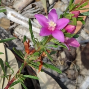 Crowea exalata subsp. exalata at Molonglo Valley, ACT - 11 Feb 2016