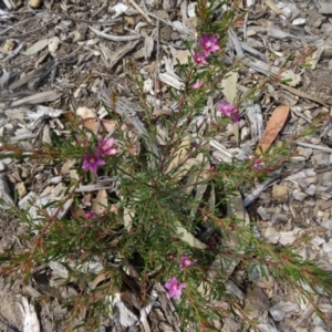 Crowea exalata subsp. exalata at Molonglo Valley, ACT - 11 Feb 2016