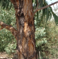 Eucalyptus macrorhyncha at Molonglo Valley, ACT - 11 Feb 2016