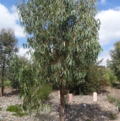 Eucalyptus macrorhyncha at Molonglo Valley, ACT - 11 Feb 2016