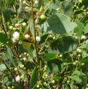 Acacia penninervis var. penninervis at Molonglo Valley, ACT - 11 Feb 2016