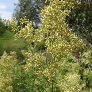 Cassinia quinquefaria at Molonglo Valley, ACT - 11 Feb 2016