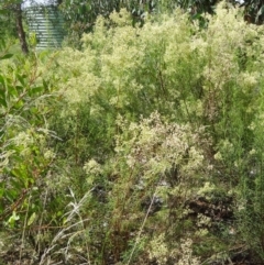 Cassinia quinquefaria at Molonglo Valley, ACT - 11 Feb 2016