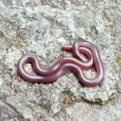 Anilios nigrescens (Blackish Blind Snake) at Molonglo River Reserve - 23 Oct 1976 by wombey