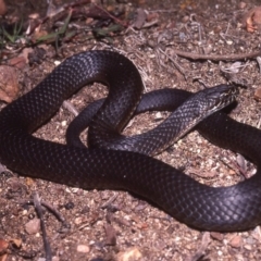 Austrelaps ramsayi (Highlands Copperhead) at Paddys River, ACT - 25 Oct 1977 by wombey