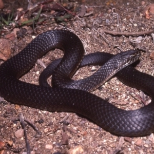 Austrelaps ramsayi at Paddys River, ACT - 25 Oct 1977