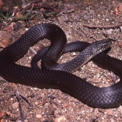 Austrelaps ramsayi (Highlands Copperhead) at Paddys River, ACT - 25 Oct 1977 by wombey