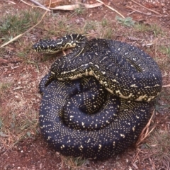 Morelia spilota (Carpet Python) at Timbillica, NSW - 14 Dec 1977 by wombey