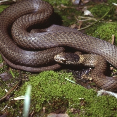 Drysdalia rhodogaster (Mustard-bellied Snake) at Bermaguee Nature Reserve - 14 Sep 1978 by wombey