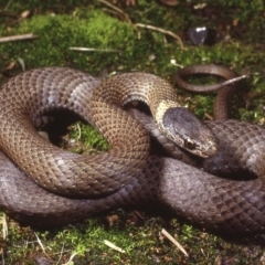 Drysdalia rhodogaster at Bermagui, NSW - 15 Sep 1978 12:00 AM