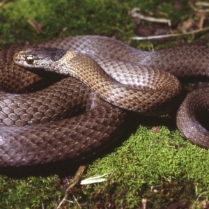 Drysdalia rhodogaster at Bermagui, NSW - 15 Sep 1978 12:00 AM