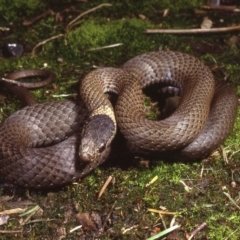 Drysdalia rhodogaster at Bermagui, NSW - 15 Sep 1978 12:00 AM