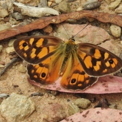 Heteronympha penelope (Shouldered Brown) at Namadgi National Park - 11 Feb 2016 by JohnBundock