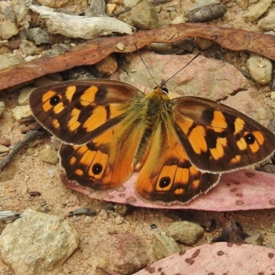 Heteronympha penelope (Shouldered Brown) at Cotter River, ACT - 11 Feb 2016 by JohnBundock