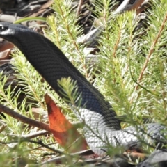 Pseudechis porphyriacus (Red-bellied Black Snake) at Cotter River, ACT - 22 Feb 2016 by JohnBundock