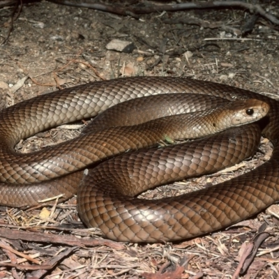 Pseudonaja textilis (Eastern Brown Snake) at Hall, ACT - 11 Oct 1982 by wombey