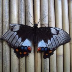 Papilio aegeus (Orchard Swallowtail, Large Citrus Butterfly) at Cook, ACT - 24 Feb 2016 by CathB