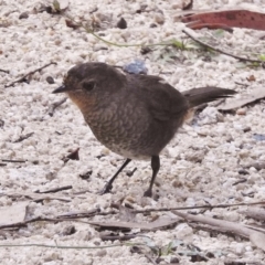 Pycnoptilus floccosus (Pilotbird) at Tennent, ACT - 12 Feb 2016 by JohnBundock