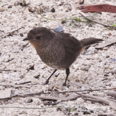 Pycnoptilus floccosus (Pilotbird) at Tennent, ACT - 12 Feb 2016 by JohnBundock