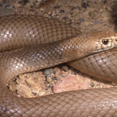 Pseudonaja textilis (Eastern Brown Snake) at Red Hill, ACT - 29 Nov 1985 by wombey