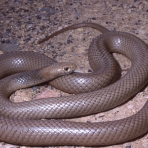 Pseudonaja textilis at Red Hill, ACT - 30 Nov 1985