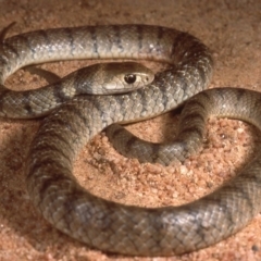 Pseudonaja textilis (Eastern Brown Snake) at Sutton, NSW - 19 Feb 1987 by wombey