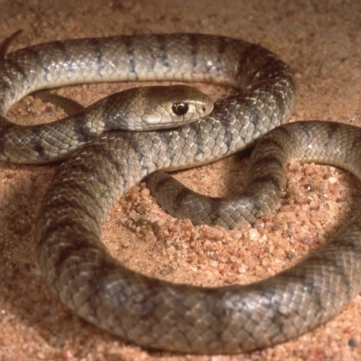 Pseudonaja textilis (Eastern Brown Snake) at Sutton, NSW - 18 Feb 1987 by wombey
