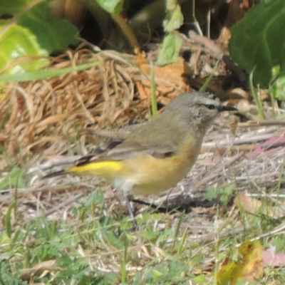 Acanthiza chrysorrhoa (Yellow-rumped Thornbill) at Conder, ACT - 31 May 2014 by michaelb