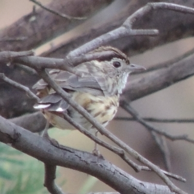 Pyrrholaemus sagittatus (Speckled Warbler) at Point Hut to Tharwa - 5 Mar 2014 by michaelb