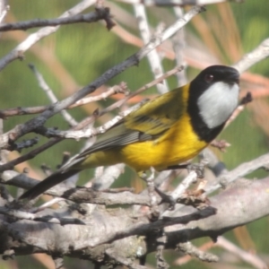 Pachycephala pectoralis at Conder, ACT - 29 May 2014