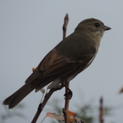 Pachycephala pectoralis (Golden Whistler) at Pollinator-friendly garden Conder - 25 Apr 2014 by michaelb