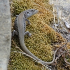 Liopholis whitii (White's Skink) at Tharwa, ACT - 21 Jan 2016 by calyptorhynchus