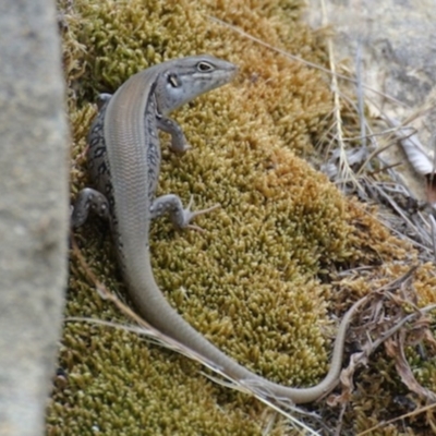 Liopholis whitii (White's Skink) at Tharwa, ACT - 21 Jan 2016 by calyptorhynchus