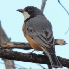 Pachycephala rufiventris (Rufous Whistler) at Paddys River, ACT - 5 Mar 2014 by michaelb