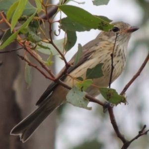 Pachycephala rufiventris at Paddys River, ACT - 29 Mar 2014 06:44 PM