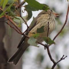 Pachycephala rufiventris at Paddys River, ACT - 29 Mar 2014