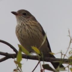 Pachycephala rufiventris at Paddys River, ACT - 29 Mar 2014