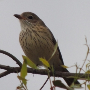 Pachycephala rufiventris at Paddys River, ACT - 29 Mar 2014