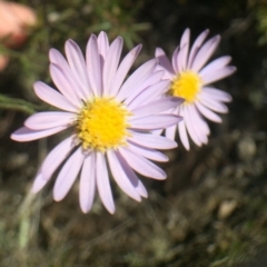 Brachyscome rigidula (Hairy Cut-leaf Daisy) at QPRC LGA - 25 Feb 2016 by yellowboxwoodland