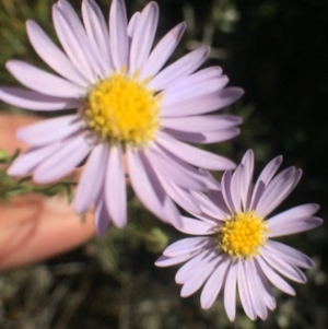 Brachyscome rigidula at Bungendore, NSW - 25 Feb 2016 07:54 PM