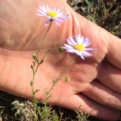 Brachyscome rigidula at Bungendore, NSW - 25 Feb 2016 07:54 PM