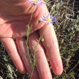 Brachyscome rigidula at Bungendore, NSW - 25 Feb 2016