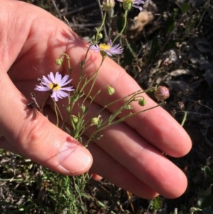 Brachyscome rigidula at Bungendore, NSW - 25 Feb 2016